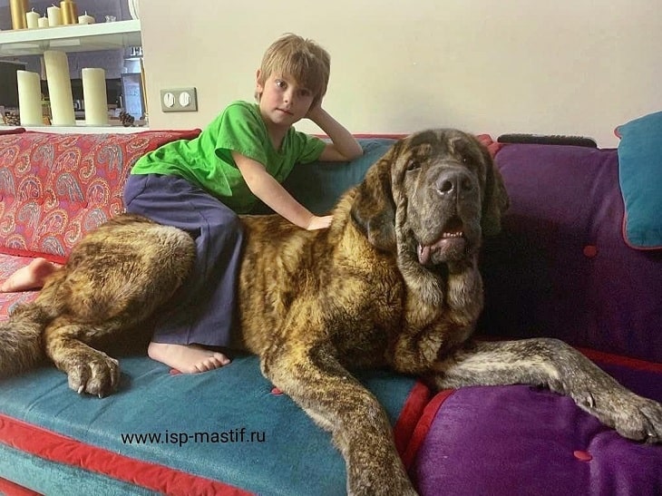 mastiff and children