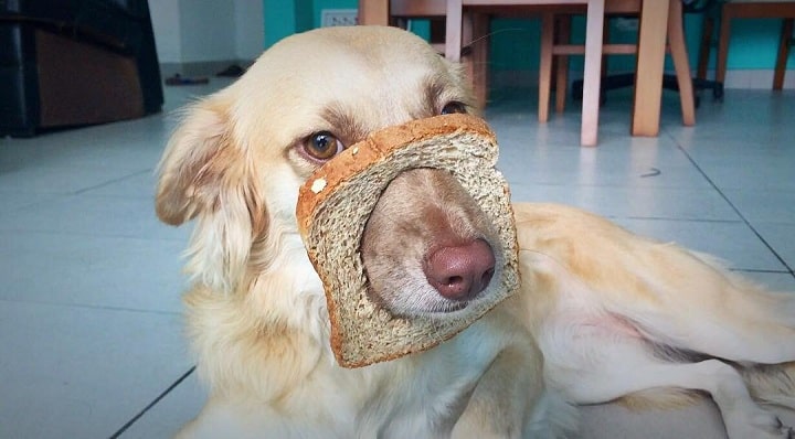 A dog putting his muzzle ina bread slice