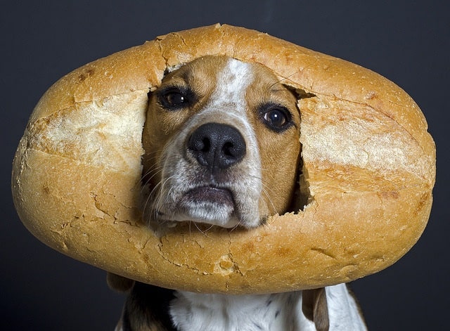 A dog with a bun on its face