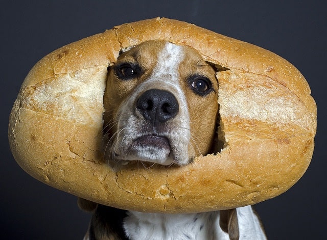 what if a dog eats a loaf of bread