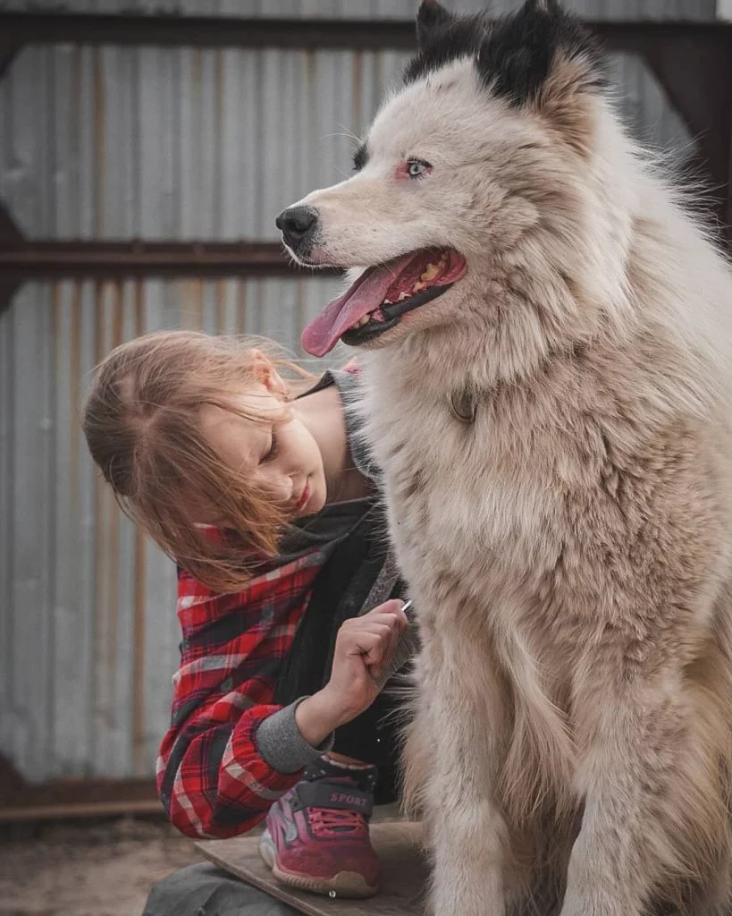 Yakutian Laika is child friendly