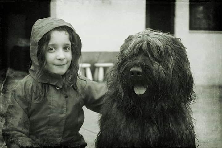 Portuguese Sheepdog get well with older children