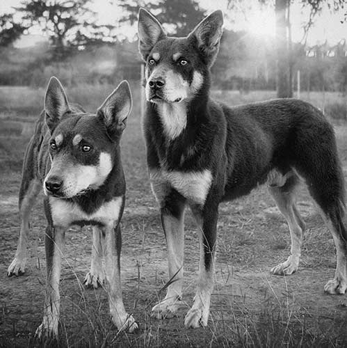 Working Kelpie History