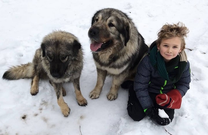 Yugoslavian Shepherds do well with older children