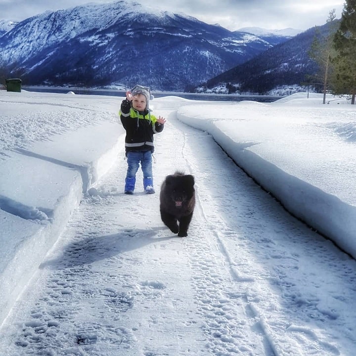 Swedish Lapphund is child friendly