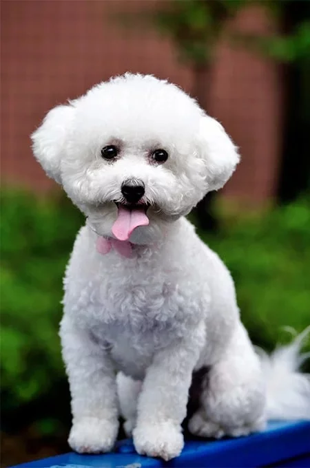 Bichon Frise mix with Yorkshire Terrier