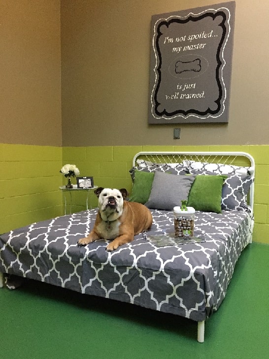 Bulldog sitting on a hotel bed