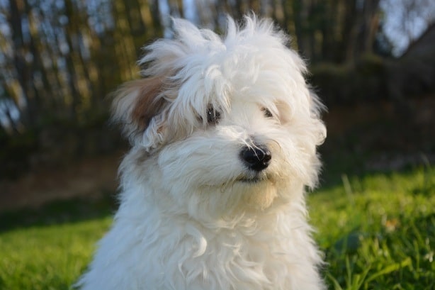 Coton de Tulear crossed bred with Yorkshire Terrier