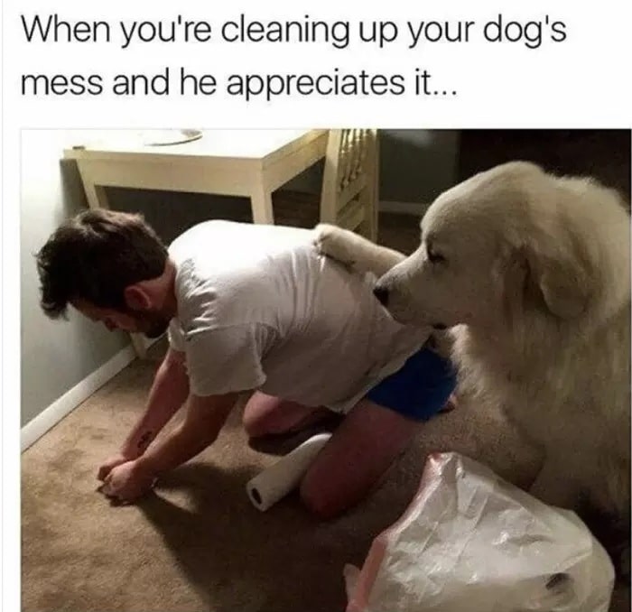 20 Cutest Dog S Meme That Will Make Dog Lovers Entire Day Awesome