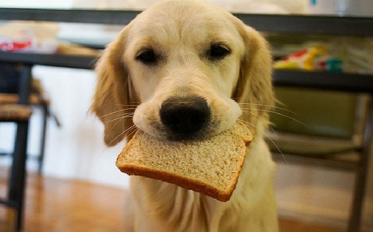 Is bread good for dogs?