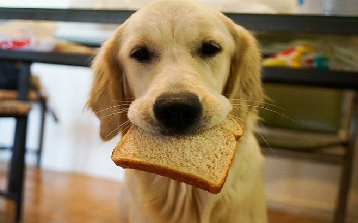 Dogs Eating Bread – Benefits and Effects of Feeding Bread to Your Dogs