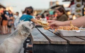 Dog eating shrimps