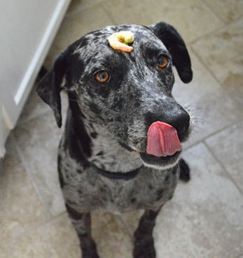 Dog holding shrimps on its head