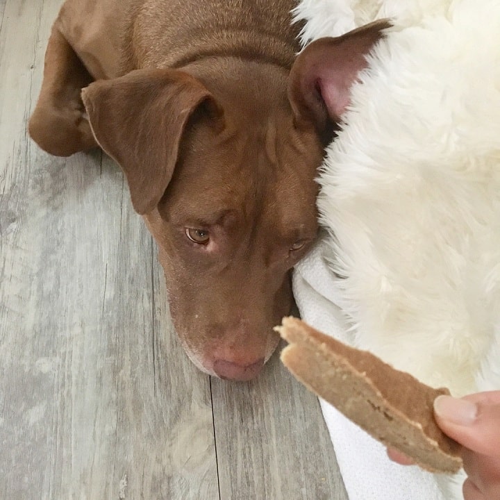 Dog ignoring bread piece