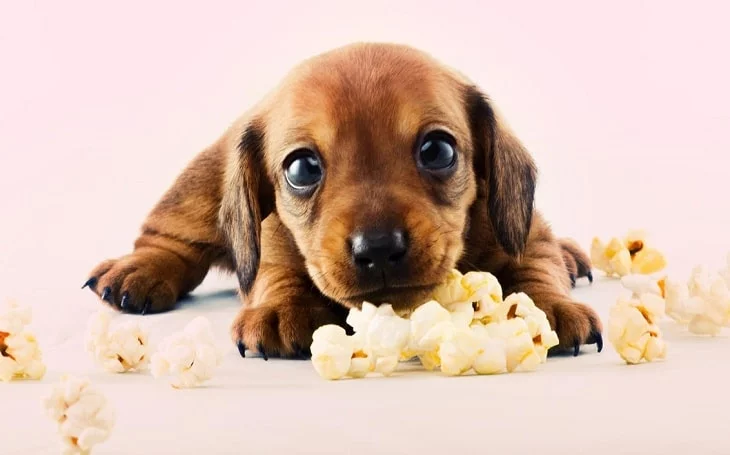 A cute puppy with popcorn.