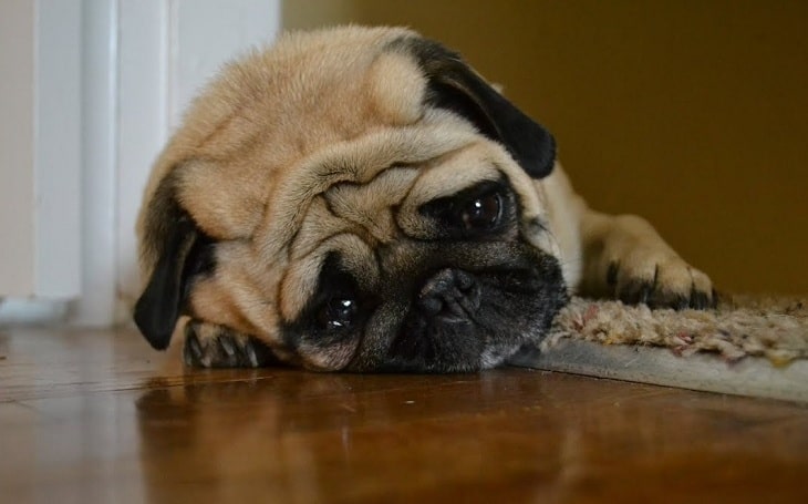 A Pug lying.