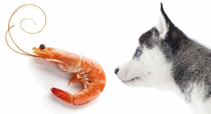 Husky Puppy looking at shrimp