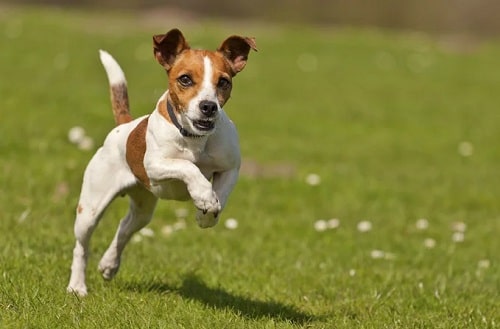 Jack Russell cross bred with Yorkshire Terreir