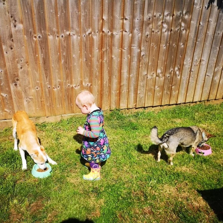 Swedish Vallhund Is gentle With Kids.