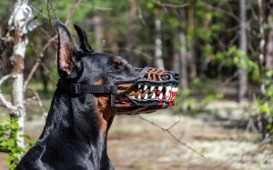 A large dog wearing a dog muzzle.