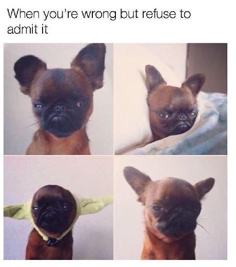 20 Cutest Dog’s Meme That Will Make Dog Lovers’ Entire Day Awesome