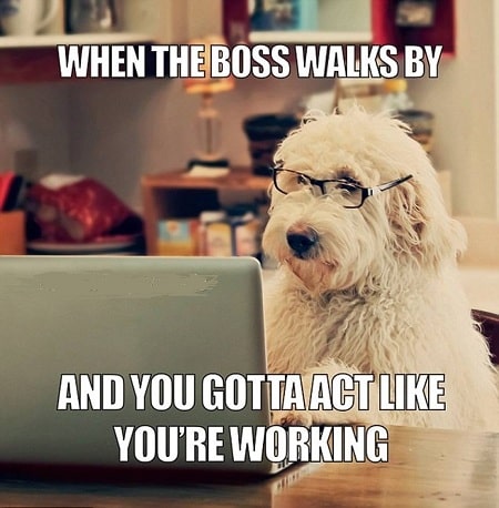 20 Cutest Dog's Meme That Will Make Dog Lovers' Entire Day ...