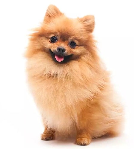 Pomeranian crossed with the Yorkshire Terrier