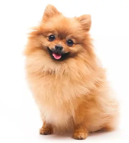 Pomeranian crossed with the Yorkshire Terrier