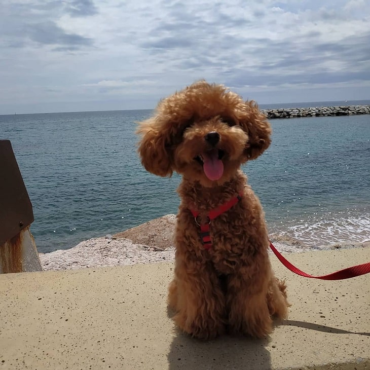 red poodle dog