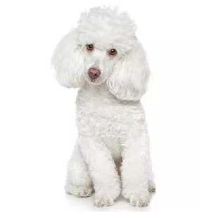 Poodle crossed bred with Yorkshire Terrier