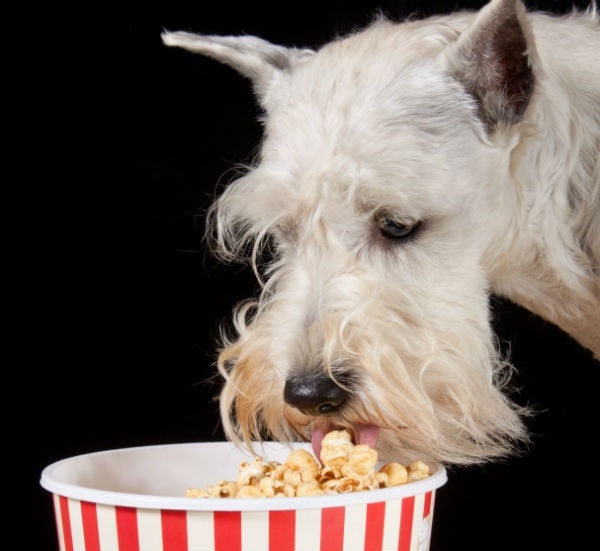 what happens if you feed dogs popcorn