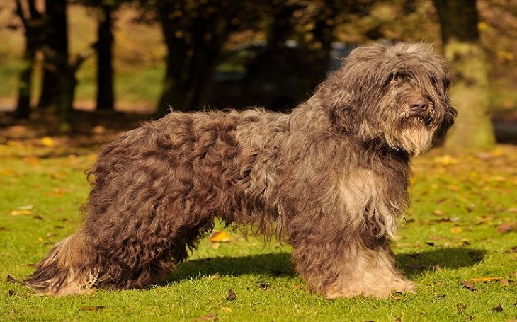 Portuguese Sheepdog behavior and personality