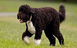 Portuguese Water Dog personality and behavior