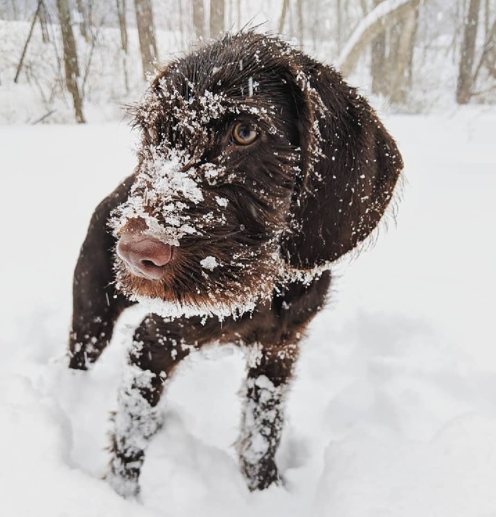 Pudelpointer playing snow