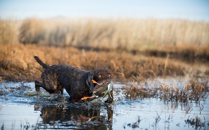 Pudelpointer Temperament and Personality