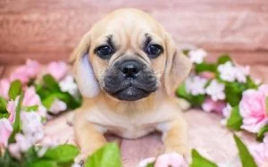 A cute puggle puppy around flowers.
