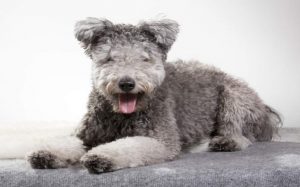 Pumi personality and temperament