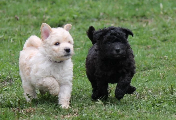 Pumi puppies running