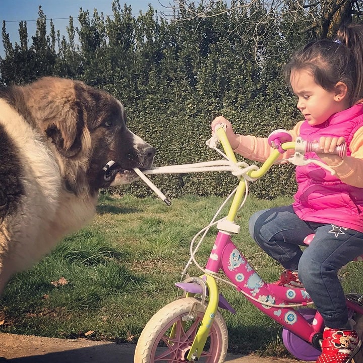 Pyrenean Mastiff is child friendly