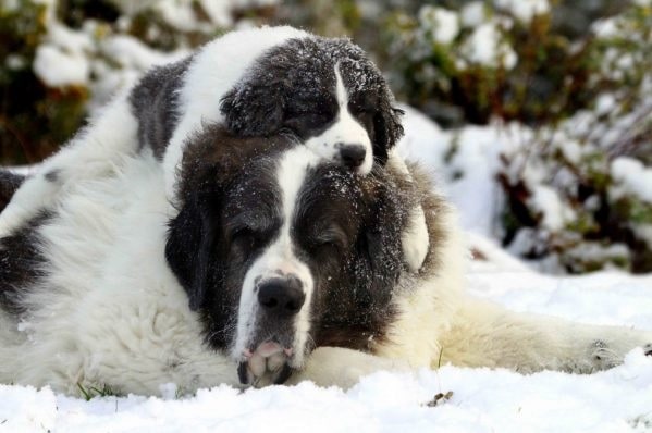 Pyrenean Mastiff with its puppy