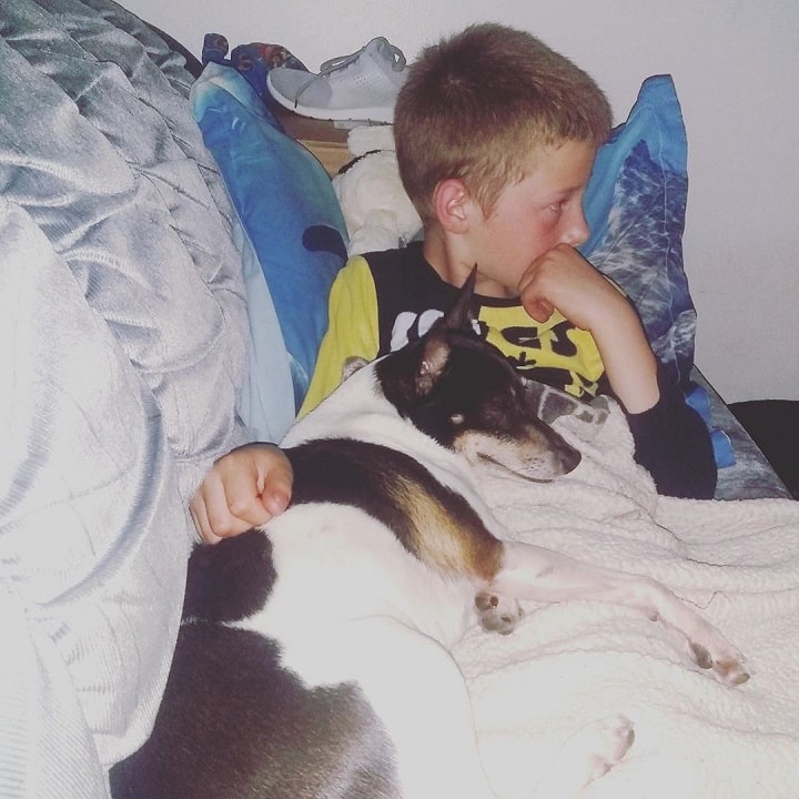 Rat Terrier does well with older children