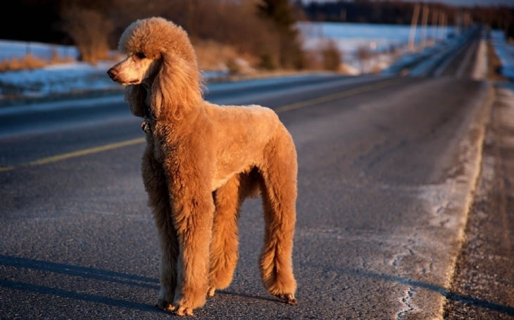 A beautifull Red Poodle standing on a road.