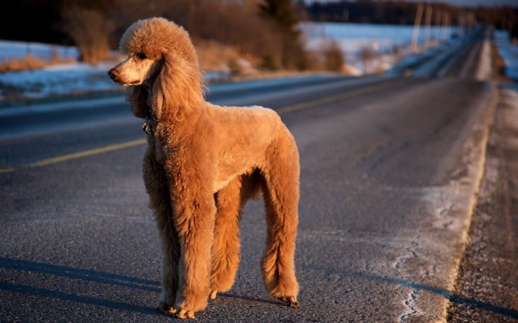 what is a apricot poodle