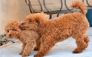 Two red poodle pups playing with each other.