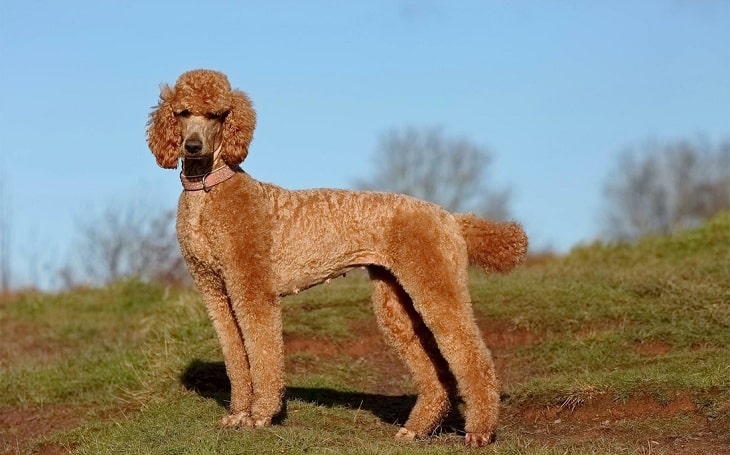 A beautiful red poodle standing.