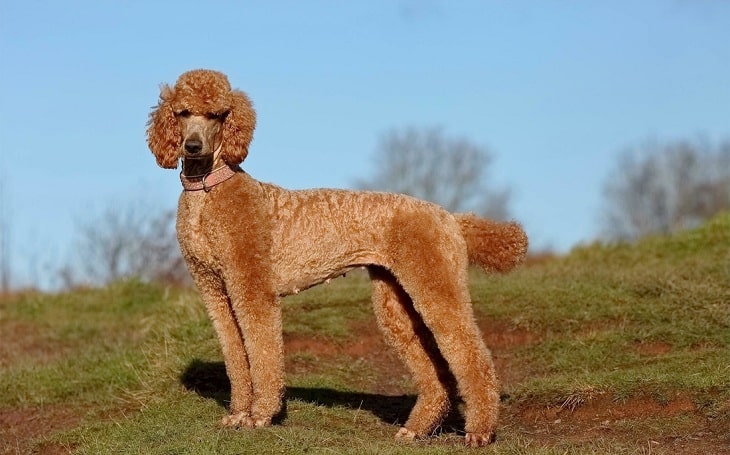 are red poodles rare