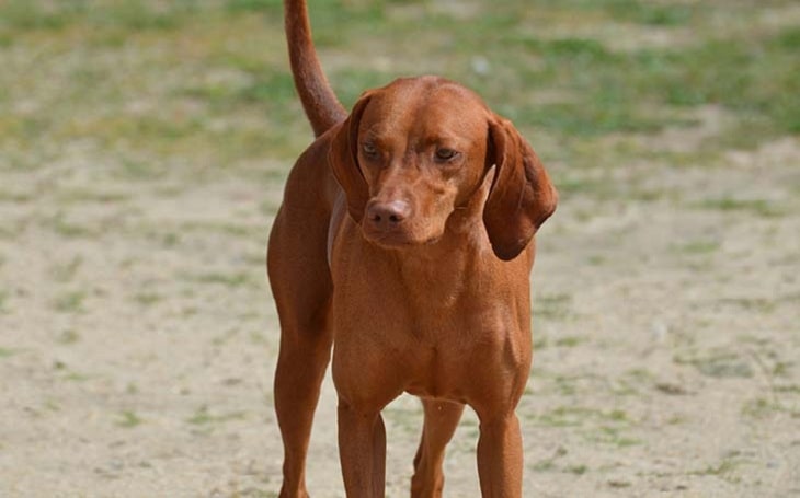 Redbone Coonhound Information