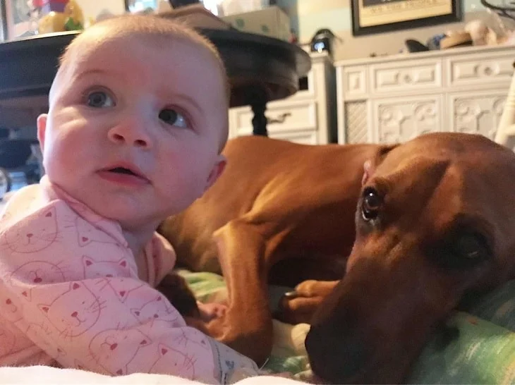 Redbone Coonhound s child friendly