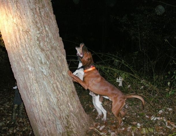 Redbone Coonhound on a hunt