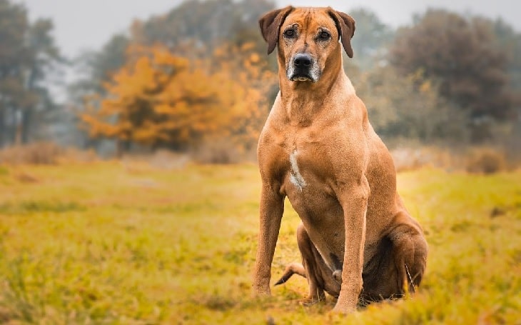 rhodesian ridgeback with kids